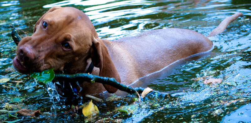Brown Dog Swimming — Active, Afternoon