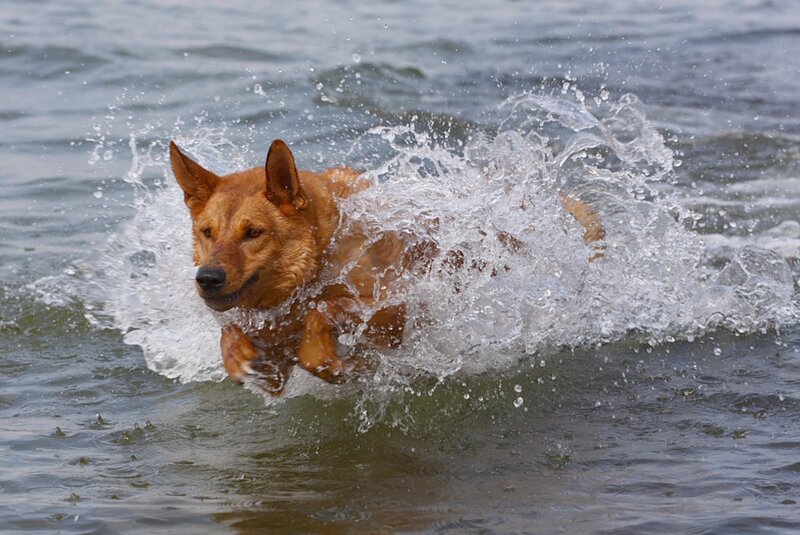 Brown Dog Swimming — Active