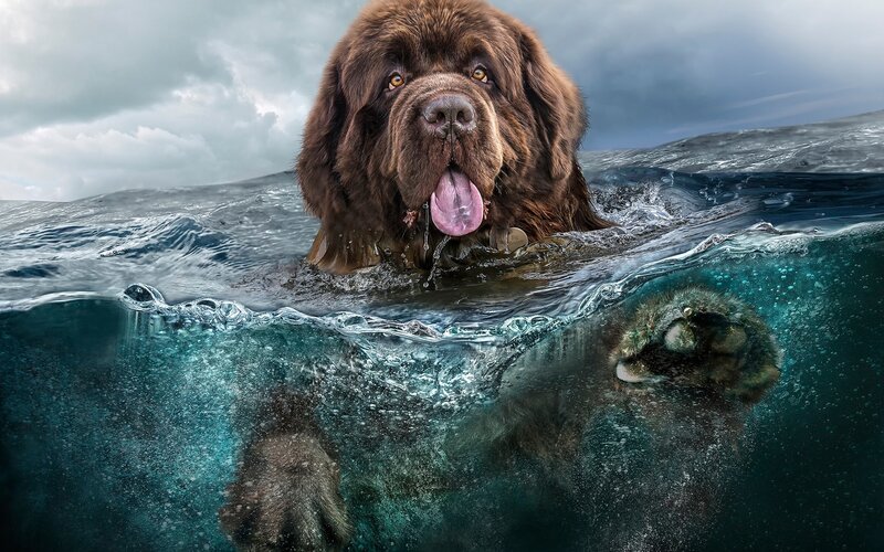 Brown Dog Swimming — Dramatic