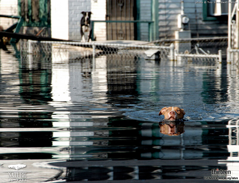 Brown Dog Swimming