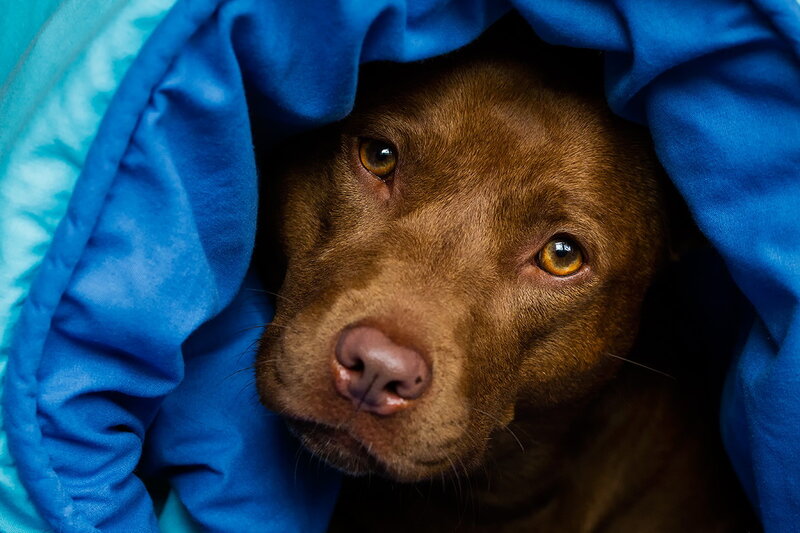 Brown Dog under Blanket — Blue