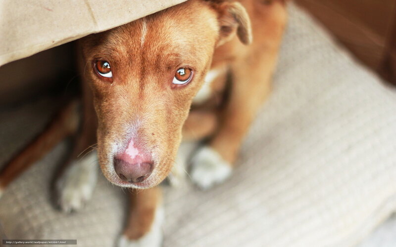 Brown Dog under Blanket — Calm, Photograph