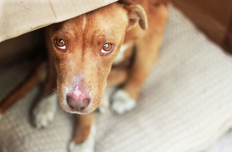Brown Dog under Blanket — Calm