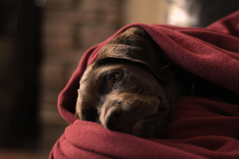 Brown Dog under Blanket — Red