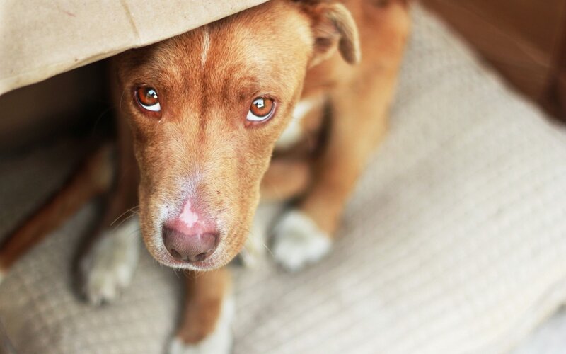 Brown Dog under Blanket