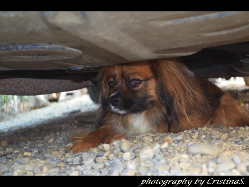 Brown Dog under Car