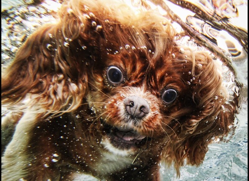 Brown Dog Underwater