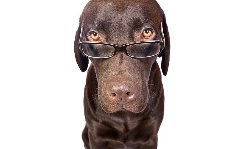 Brown Dog Wearing Glasses — Neutral
