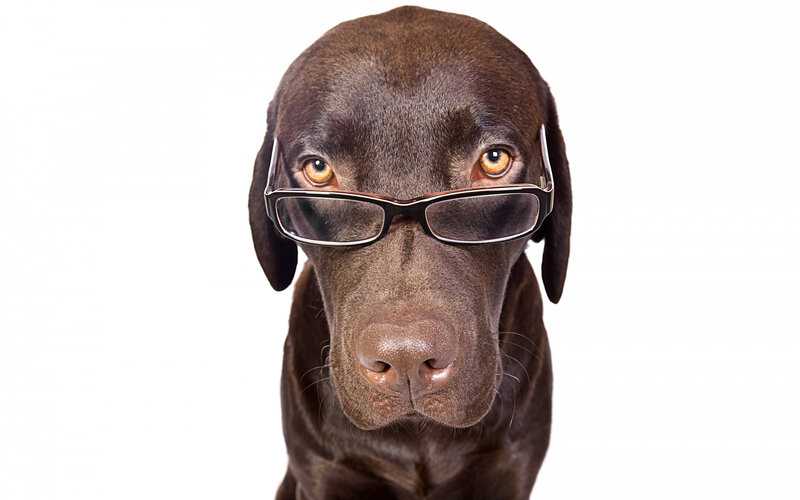 Brown Dog Wearing Glasses