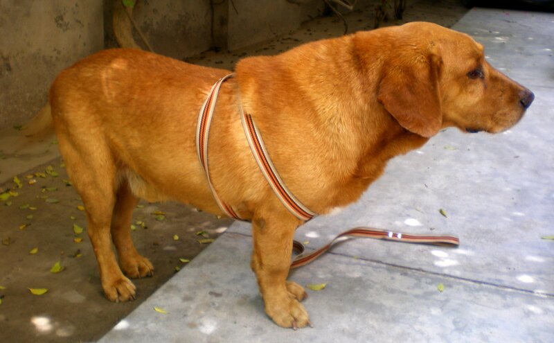 Brown Dog Wearing Harness