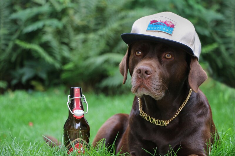 Brown Dog Wearing Hat — Green
