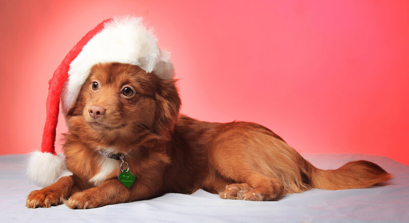 Brown Dog Wearing Hat — Red