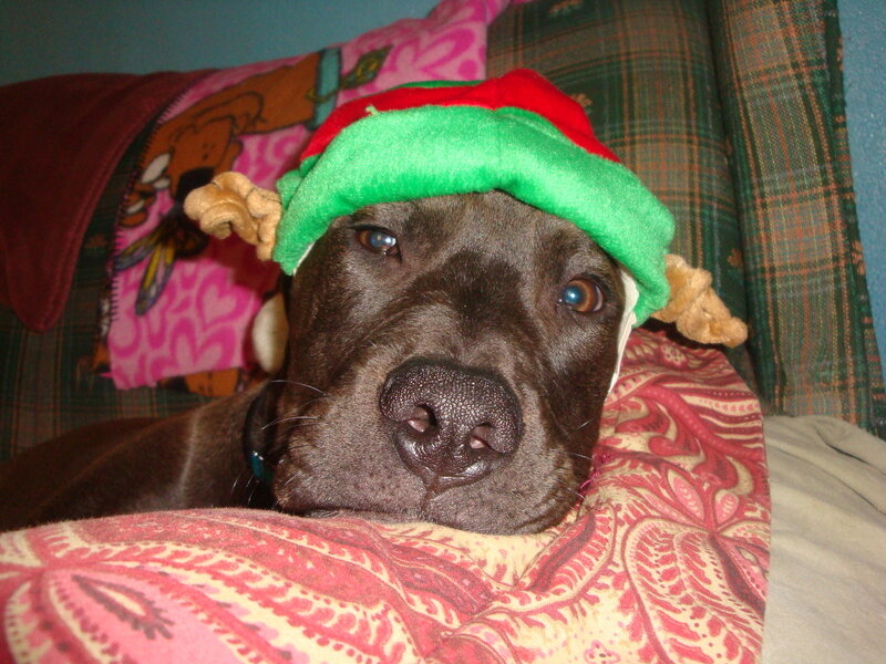 Brown Dog Wearing Hat