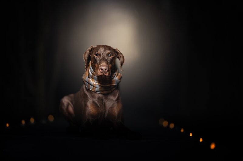 Brown Dog Wearing Scarf