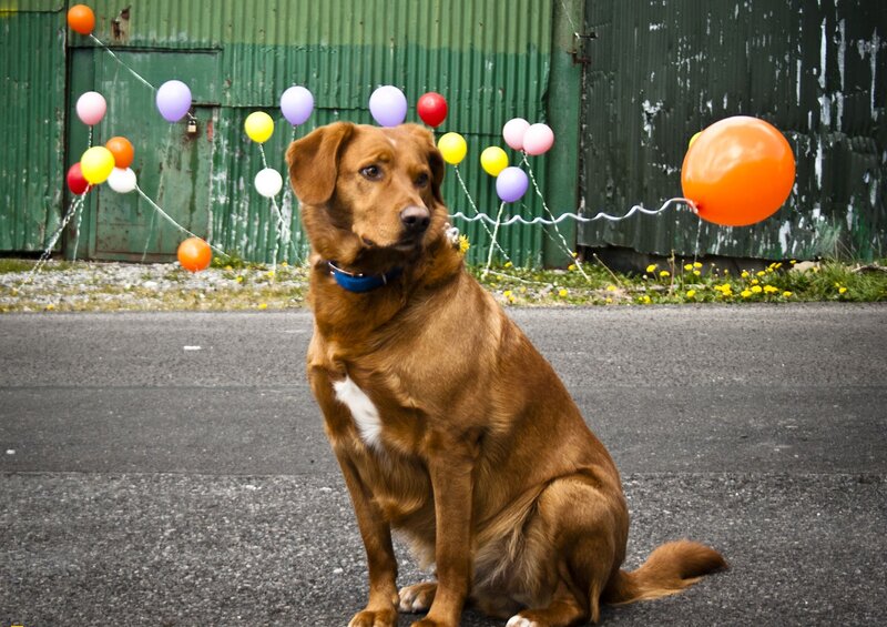 Brown Dog with Balloons