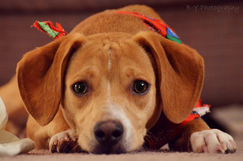 Brown Dog with Bandana — Calm