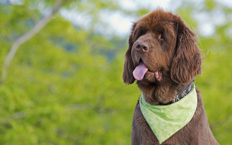 Brown Dog with Bandana