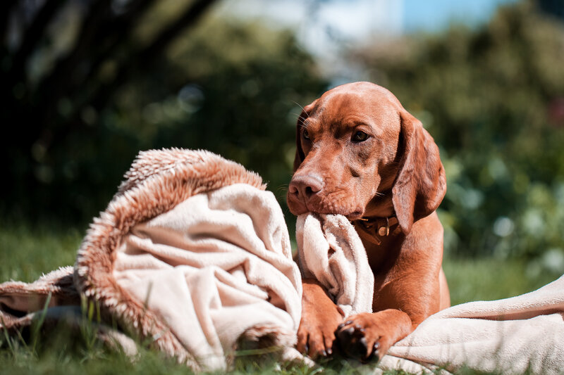Brown Dog with Blanket
