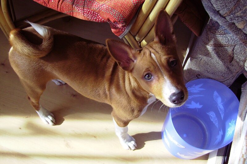 brown dog with blue bowl