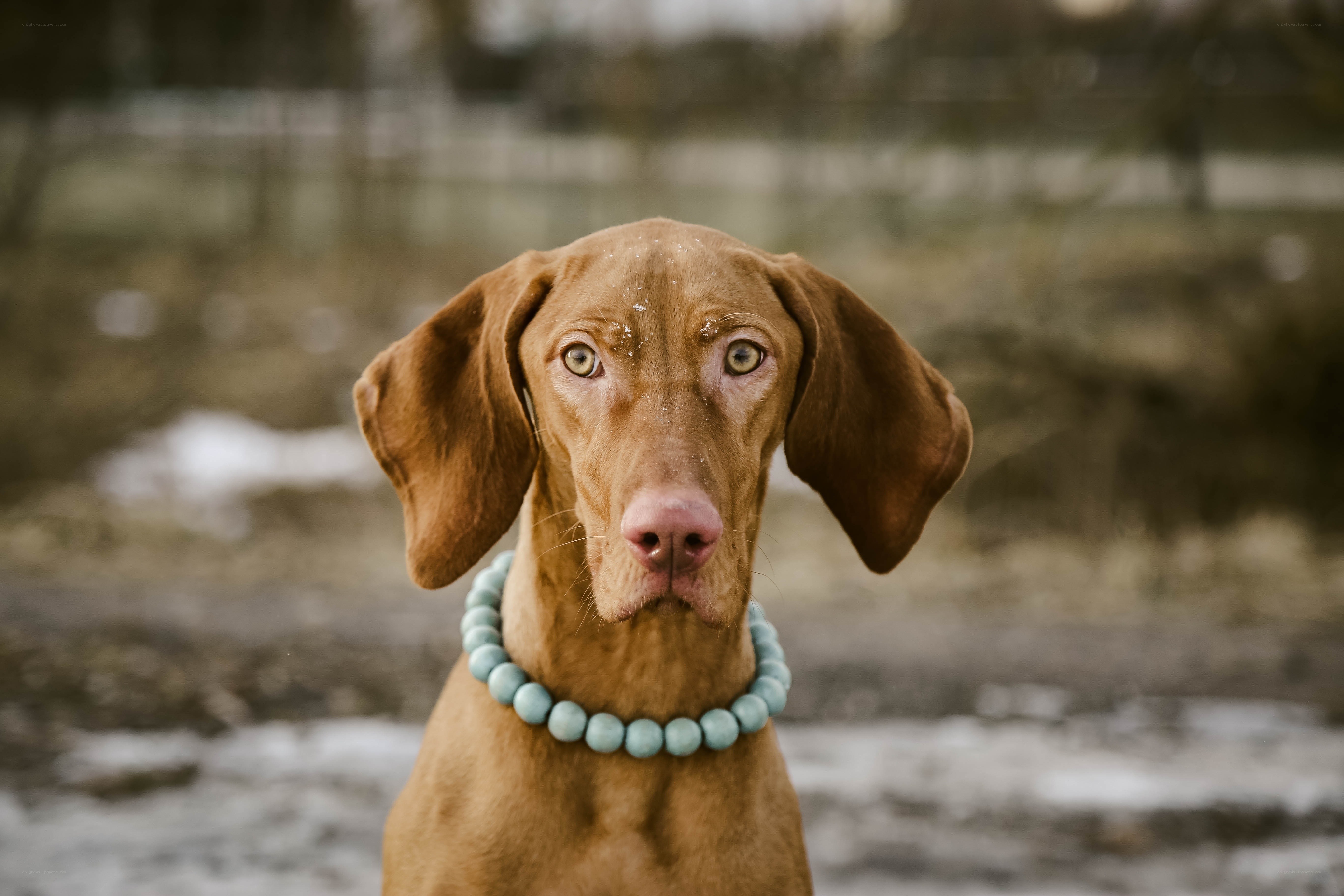 brown dog with blue collar