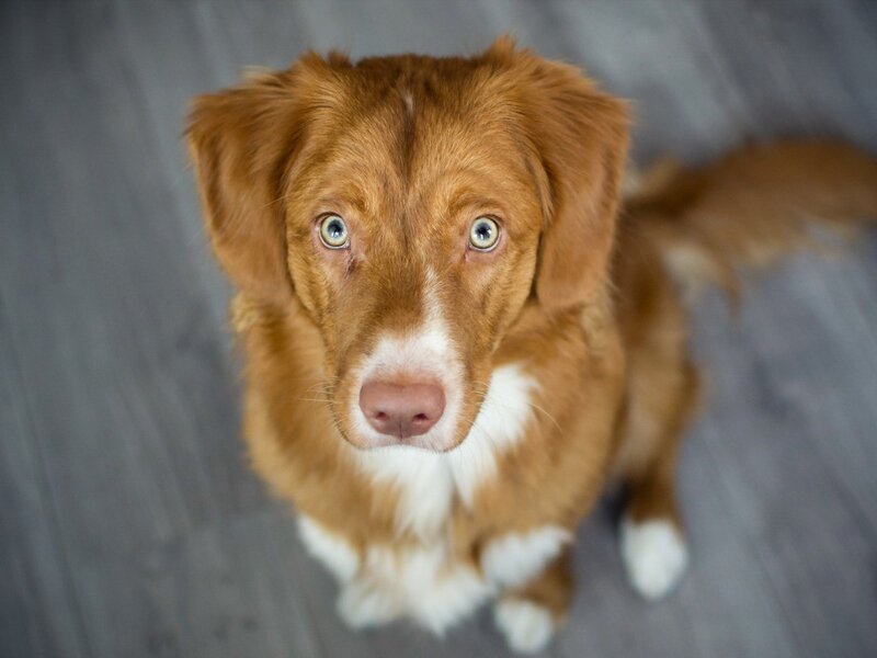 brown dog with blue eyes