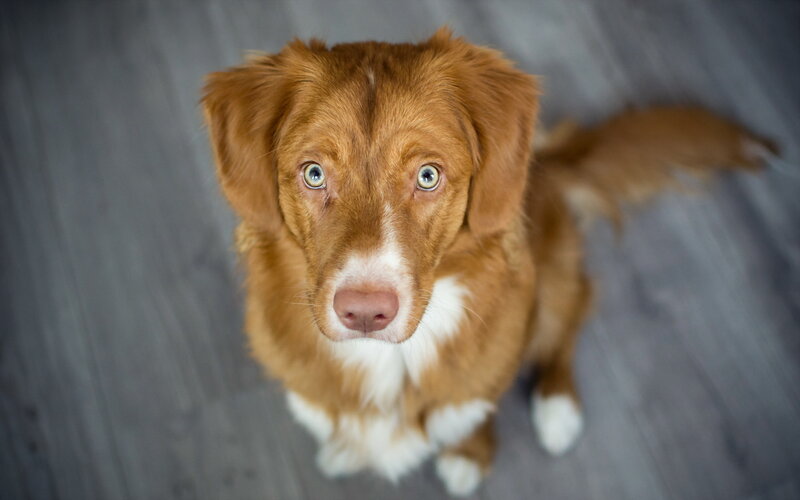 Brown Dog with Blue Eyes — Calm