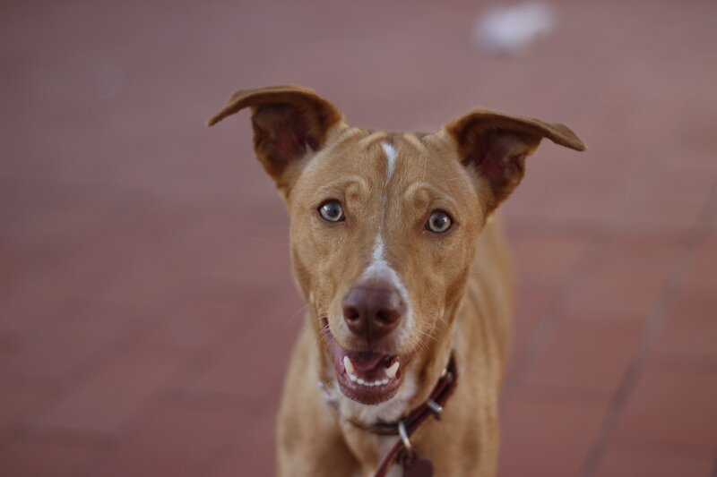 Brown Dog with Blue Eyes — Curious