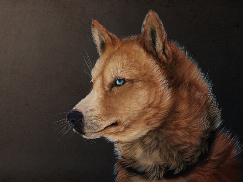 Brown Dog with Blue Eyes — Dramatic
