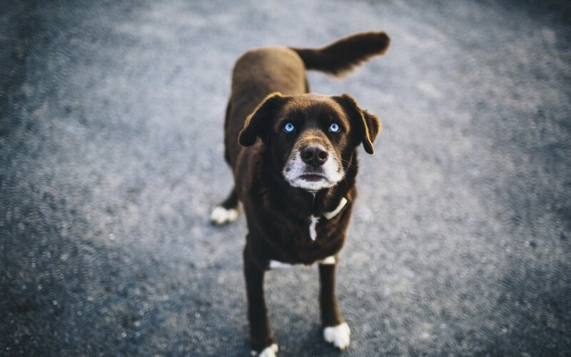 Brown Dog with Blue Eyes — Neutral, Photograph