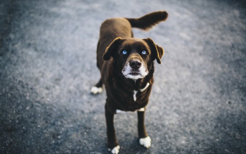 Brown Dog with Blue Eyes — Neutral