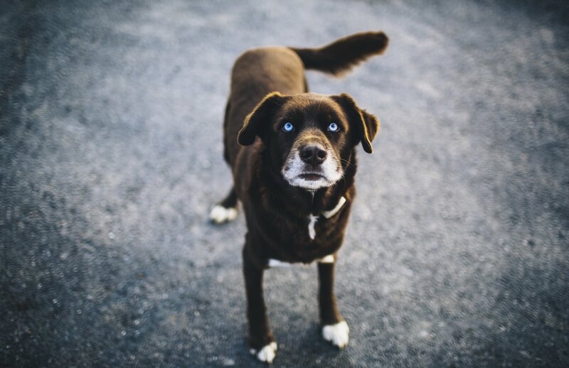 brown dog with blue eyes