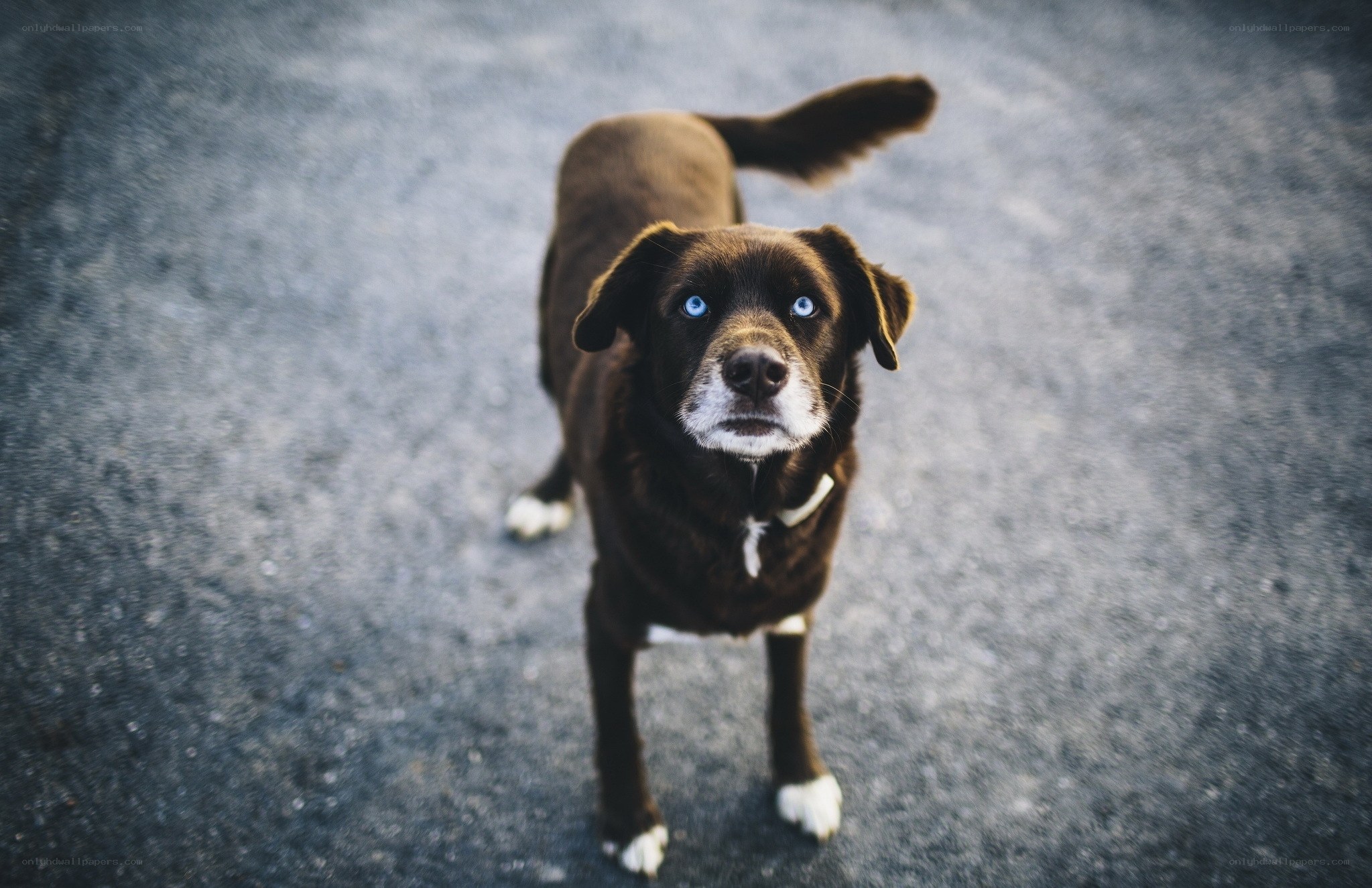 brown dog with blue eyes