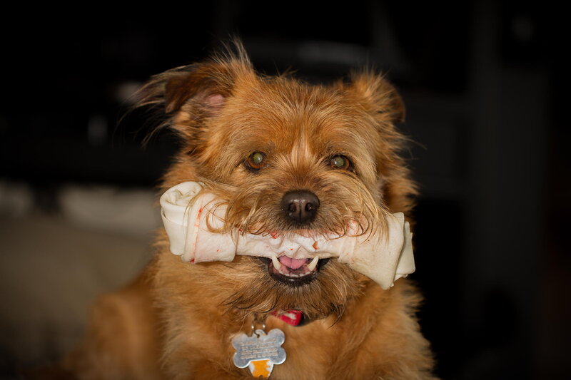 Brown Dog with Bone