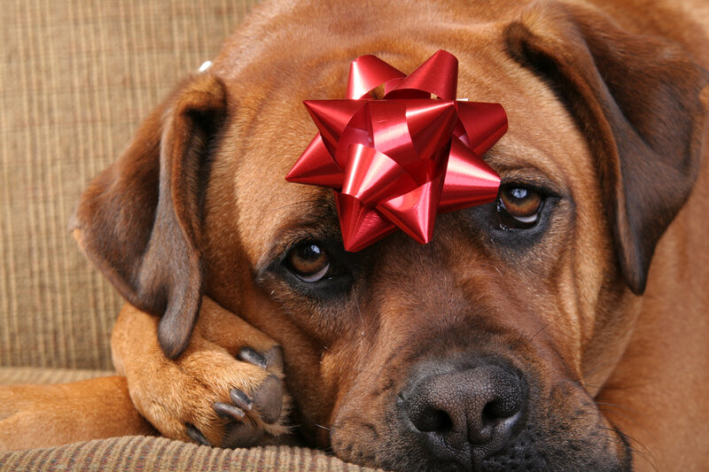 Brown Dog with Bow