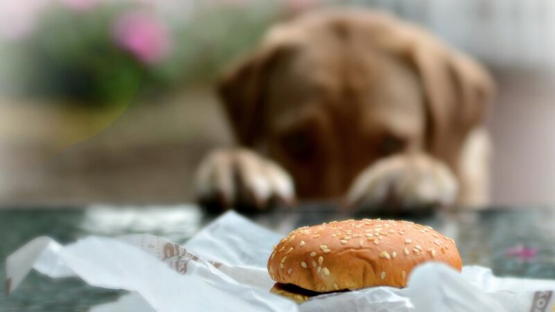 Brown Dog with Burger