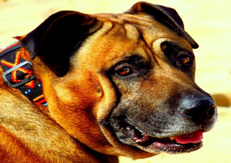 Brown Dog with Collar — Calm, Afternoon