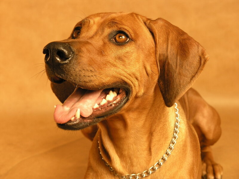 Brown Dog with Collar — Calm