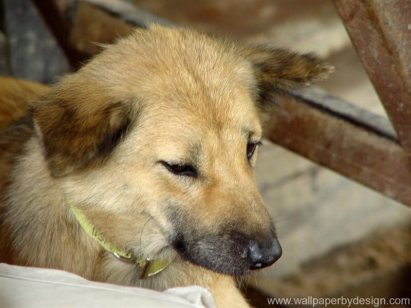 Brown Dog with Collar