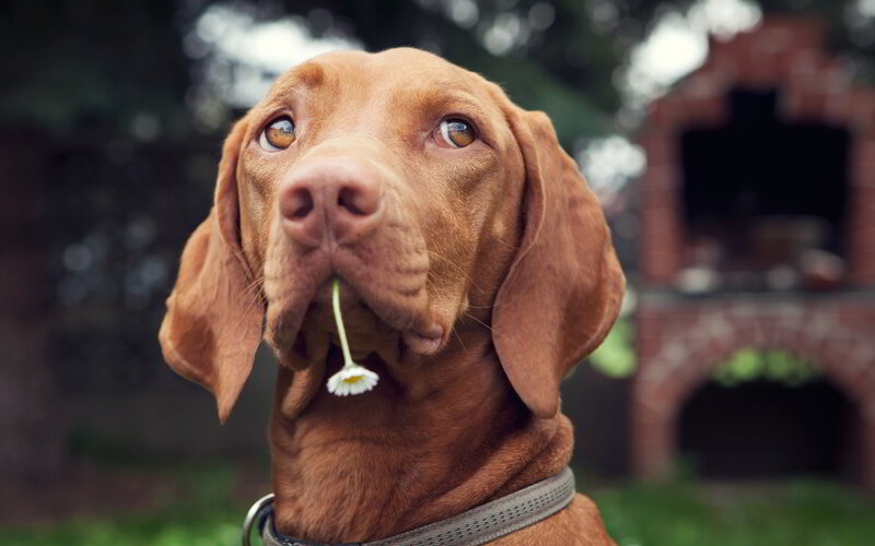 Brown Dog with Daisy — Calm, Afternoon