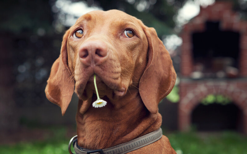Brown Dog with Daisy