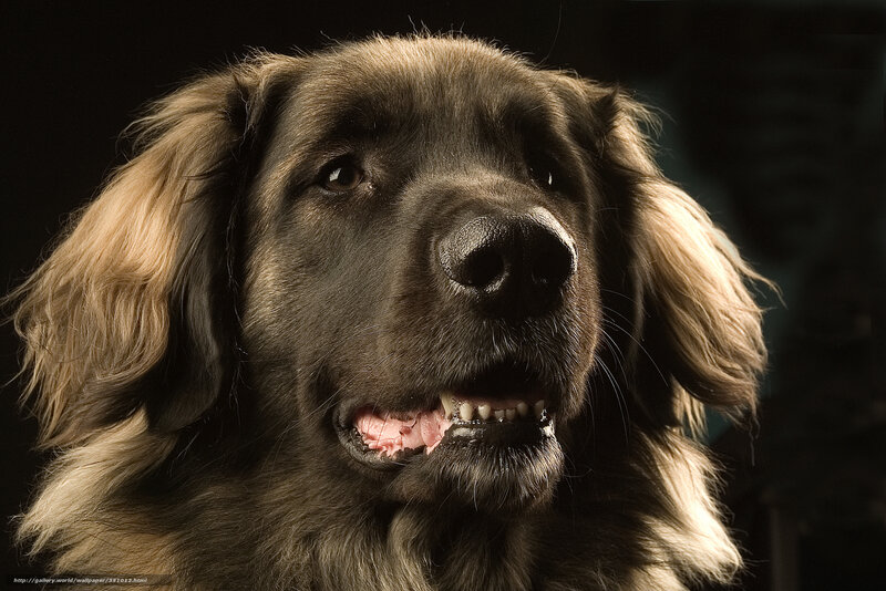 Brown Dog with Floppy Ears — Black