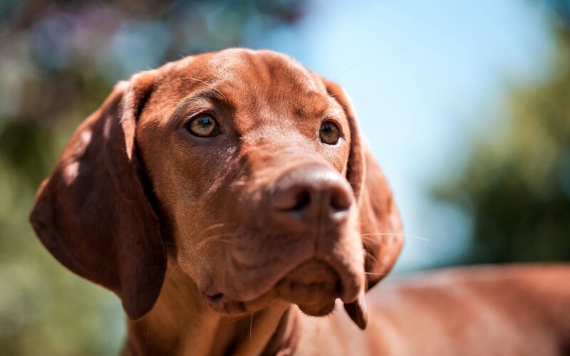 Brown Dog with Floppy Ears — Calm, Afternoon