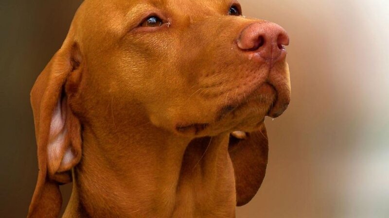 Brown Dog with Floppy Ears — Calm, Photograph, Nose