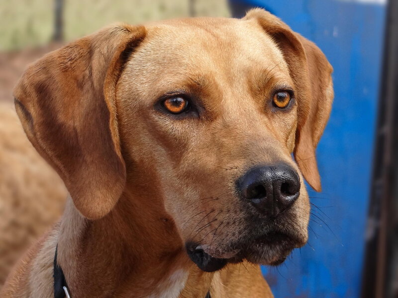 Brown Dog with Floppy Ears — Calm, Photograph
