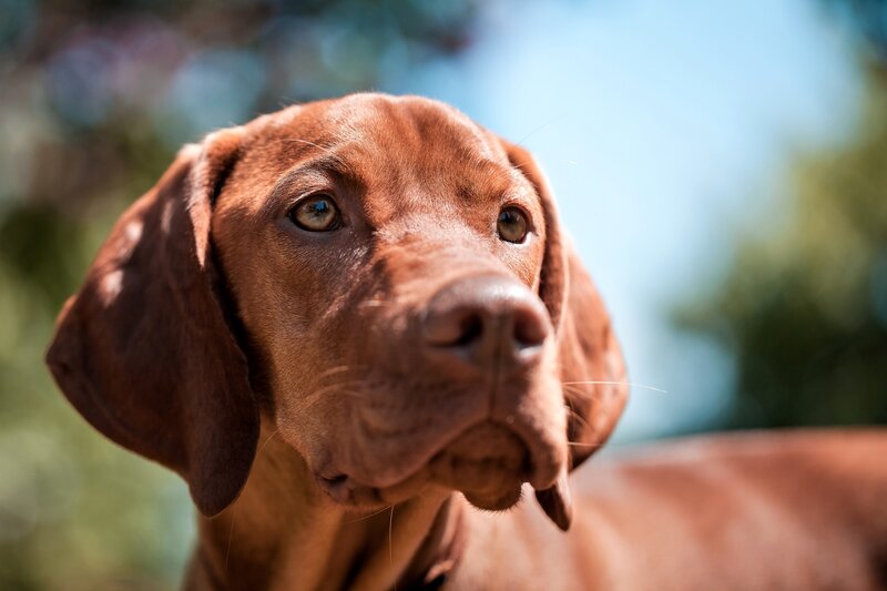 Brown Dog with Floppy Ears — Calm