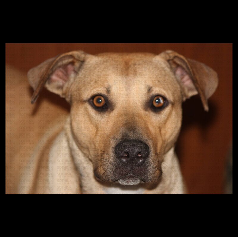 Brown Dog with Floppy Ears — Neutral