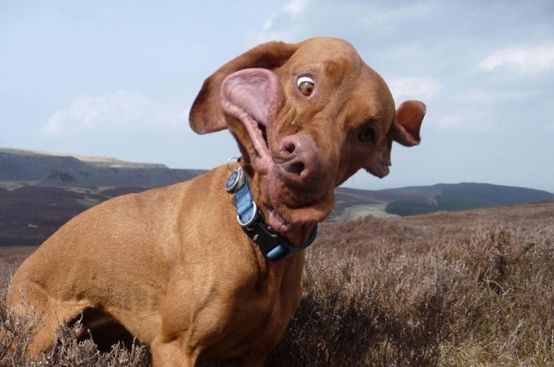Brown Dog with Floppy Ears