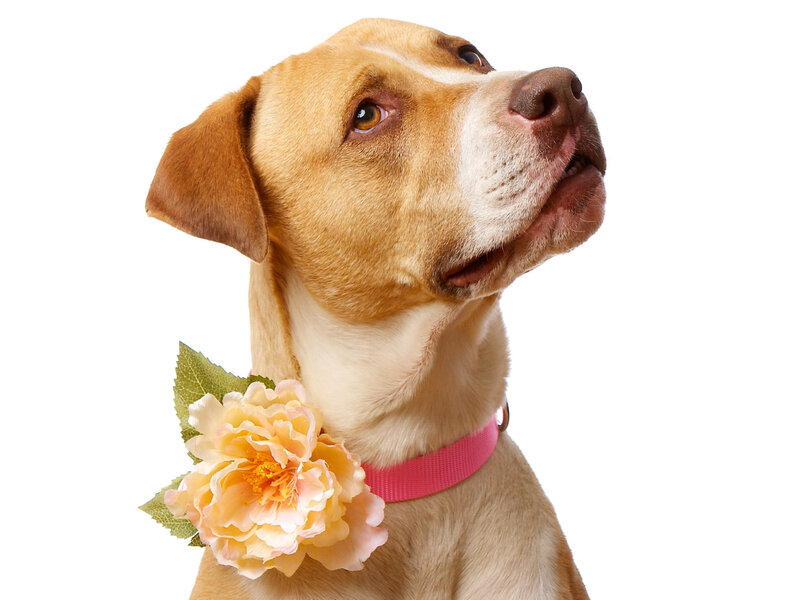 Brown Dog with Flower