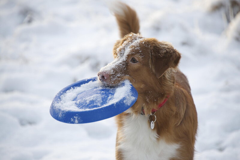 Brown Dog with Frisbee — Playful