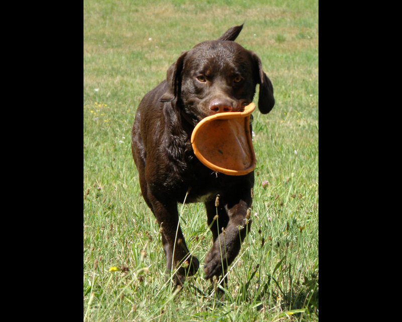 Brown Dog with Frisbee